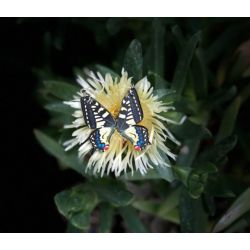 Earrings come as shown