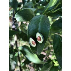 Lifestyle photo - Avocado Studs