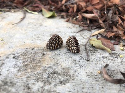 pine cone wood stud earrings