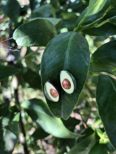 Lifestyle photo - Avocado Studs