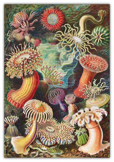 Haeckels Ocean Plants Jigsaw Puzzle - 160PCS - #6729