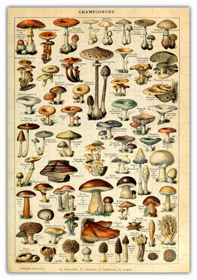 Mushroom Species Chart Puzzle - 160PCS - #6697