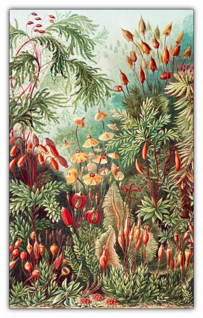 ''Muscinae?Laubmoose / A. Giltsch, gem from Kunstformen der Natur (1904) by Ernst Haeckel PUZZLE - 66