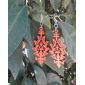 Earrings shown in color cherry red